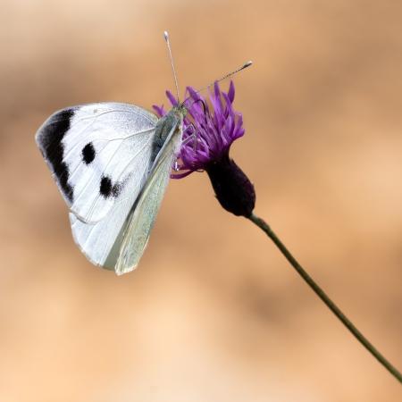 butterfly-8154646_1280