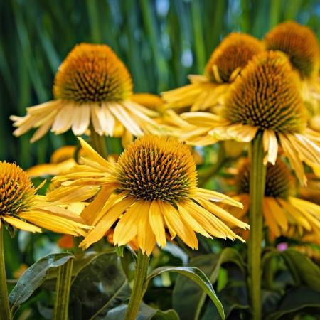 coneflower-8168628_1280