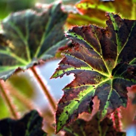 begonia-8115230_1280