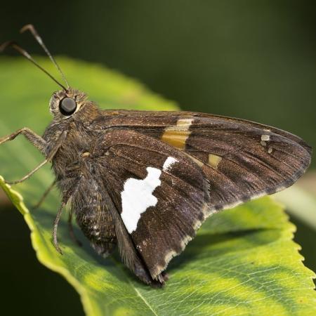 silver-spotted-skipper-8143617_1280