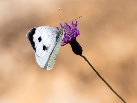 butterfly-8154646_1280