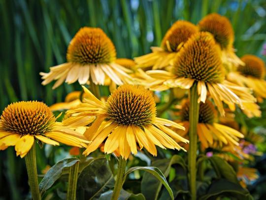 coneflower-8168628_1280