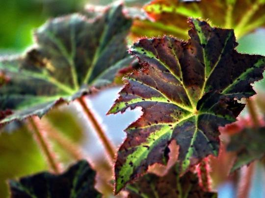 begonia-8115230_1280