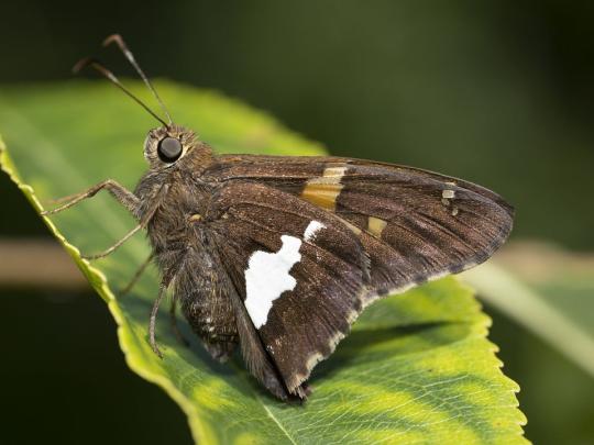 silver-spotted-skipper-8143617_1280